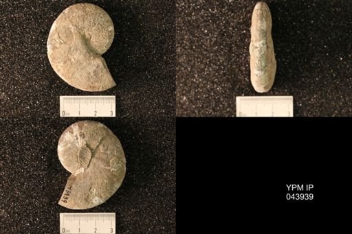Hoploscaphites nicolletii