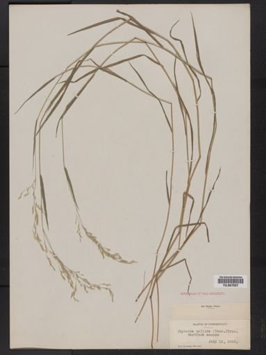 Glyceria pallida