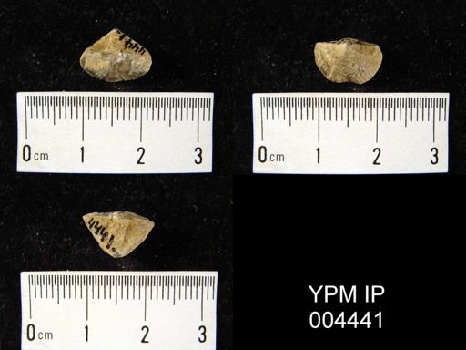 Stringocephalus sp.