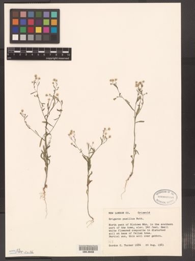 Erigeron pusillus