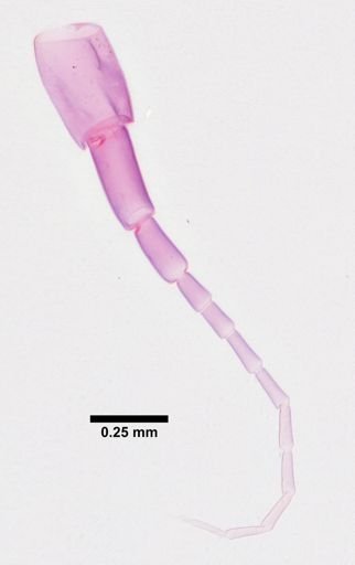 Hyalella