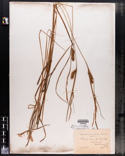 Carex vesicaria