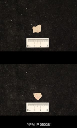undet. Hexapoda