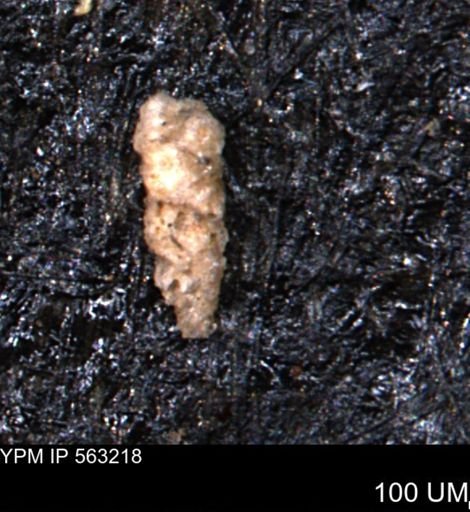 Verneuilinoides hectori