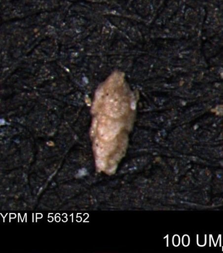 Verneuilina canadensis