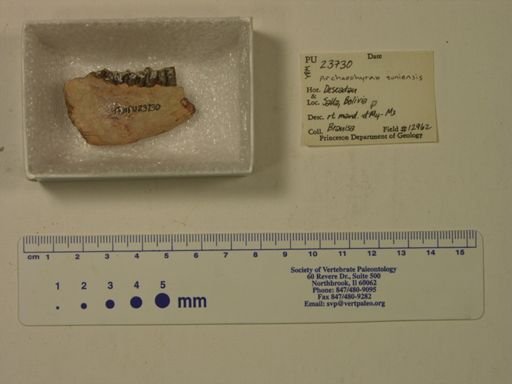 Archaeohyrax suniensis