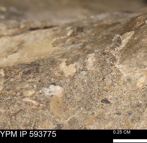 Baculites sp.