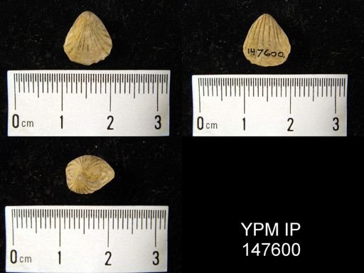 Hustedia mormoni