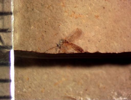 Mycetophilidae?
