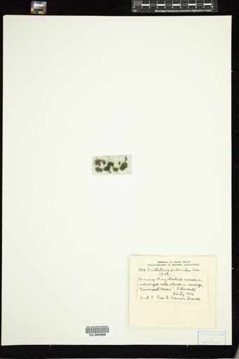 Oscillatoria proboscidea