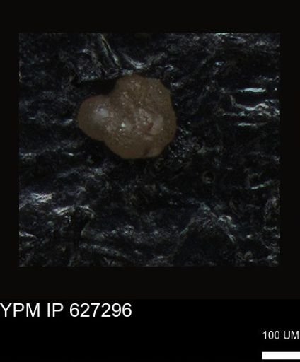 undet. Foraminiferida