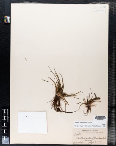 Isoetes echinospora