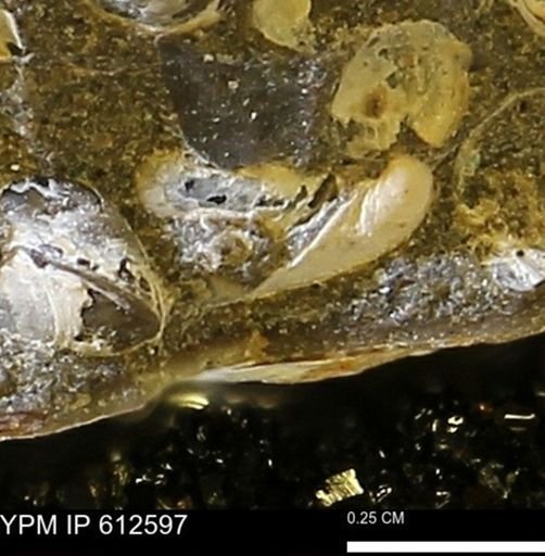 Protocardia sp.