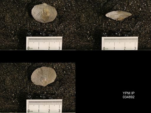 Plectorthis sp.