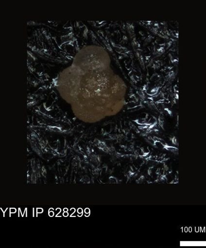 undet. Foraminiferida