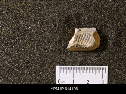 undet. Scaphitidae