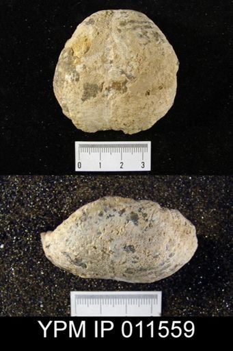 Pustula semipunctata