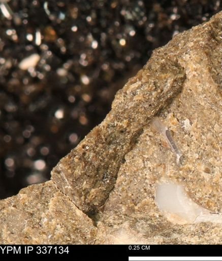 undet. Mollusca