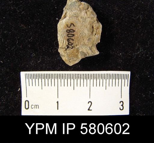 Plectorthis?