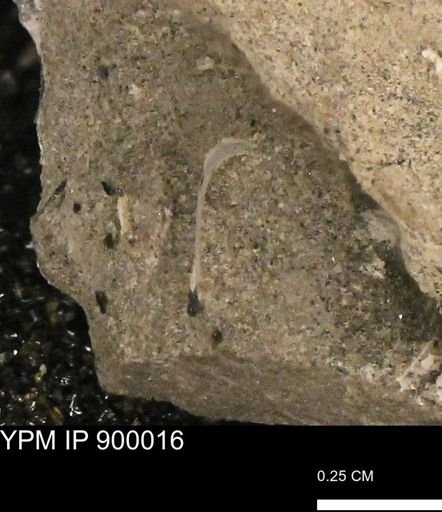 undet. Mollusca