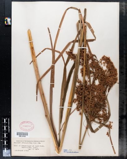 Scirpus pedicellatus
