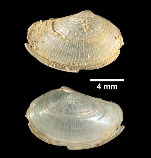 Lyonsia hyalina
