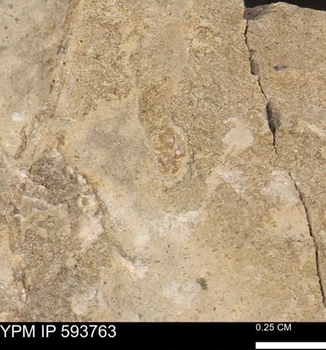 Baculites sp.