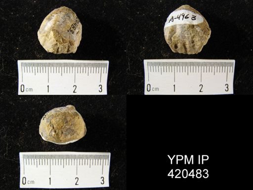 Tetratomia?