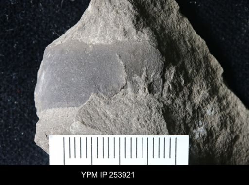 Eurypterida