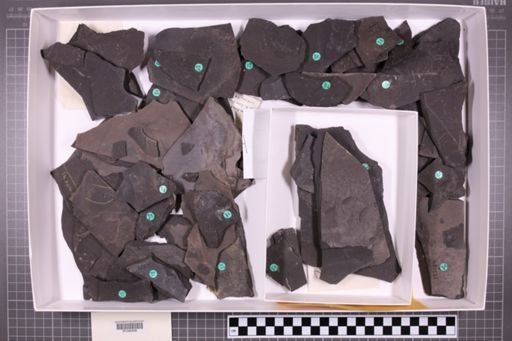 mixed taxa, stratigraphic collection