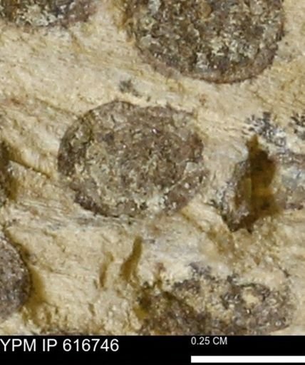Teredo sp.