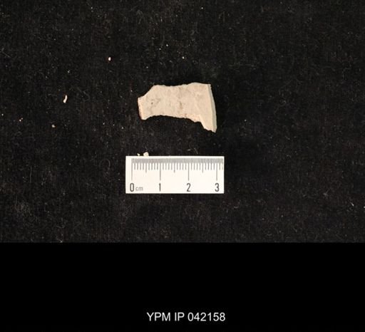 undet. Hymenoptera