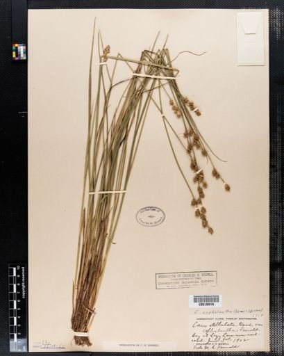 Carex stellulata