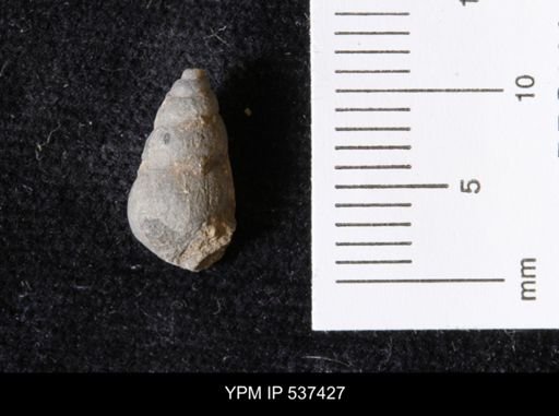 Goniobasis ortmanni