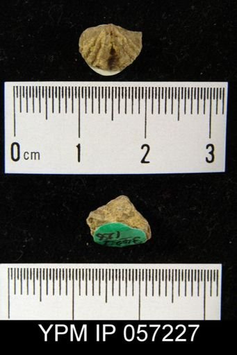 Cyrtina dalmani