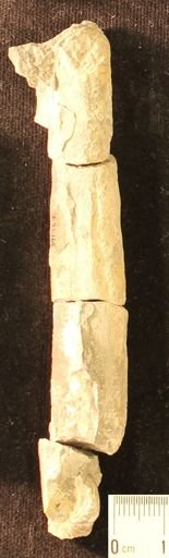 Baculites