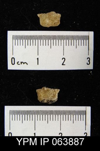 Leptaena delicata