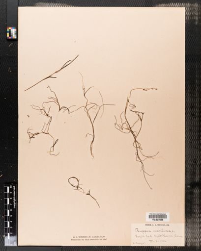 Ruppia maritima