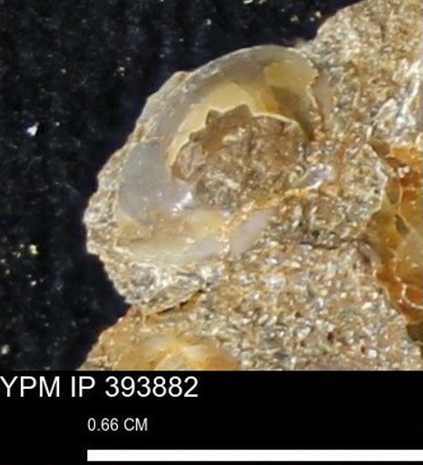 undet. Bivalvia