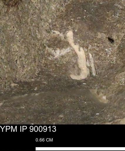 undet. Mollusca