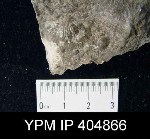 undet. Strophomenida