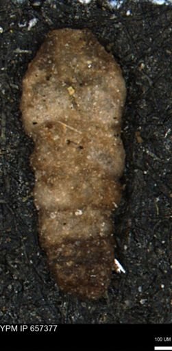 Ammobaculites euides