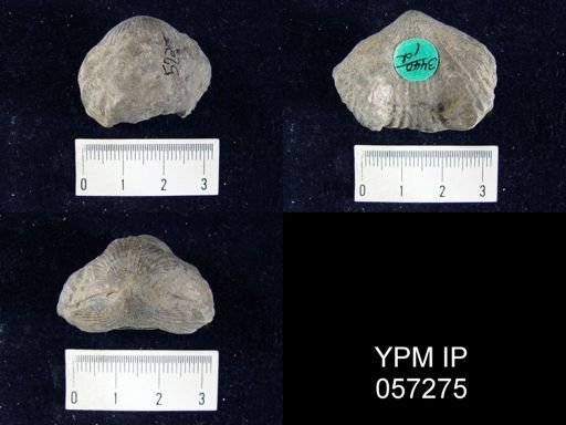 Uncinulus abruptus