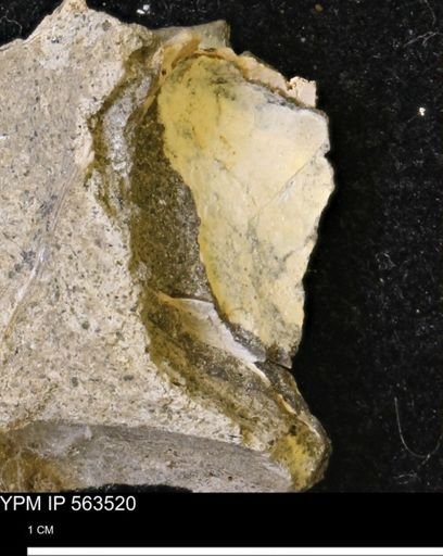 Limopsis striatopunctatus