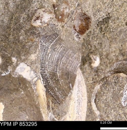 Limopsis striatopunctatus