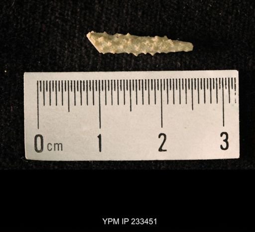 Archaeocidaris sp.