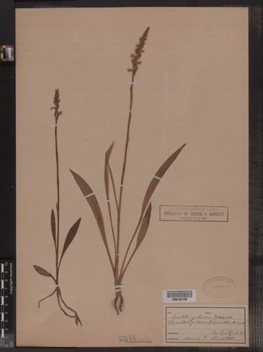Spiranthes cernua