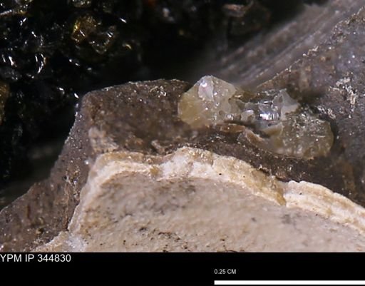 Limopsis striatopunctatus