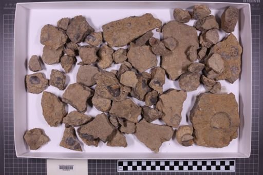 mixed taxa, stratigraphic collection