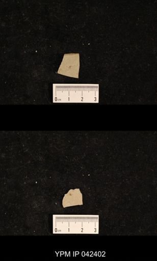 undet. Psocoptera